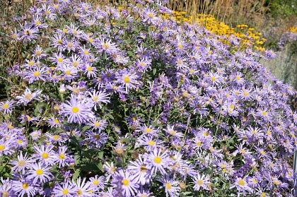 Asters and grasses in the bee bed on West Carriage Drive