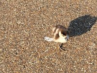Blog 2: Easter