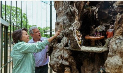 The Elfin Oak - A much-loved magical landmark restoration